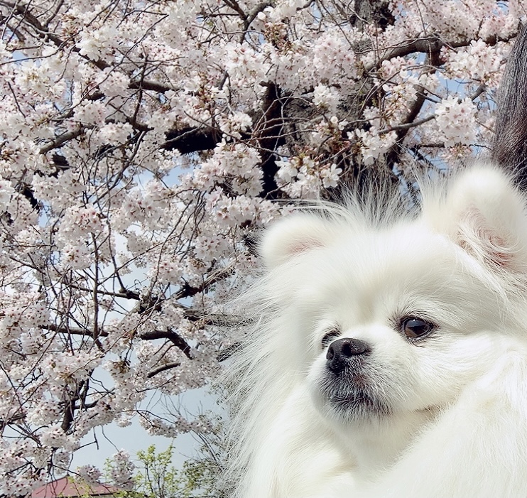 今年も綺麗でした?