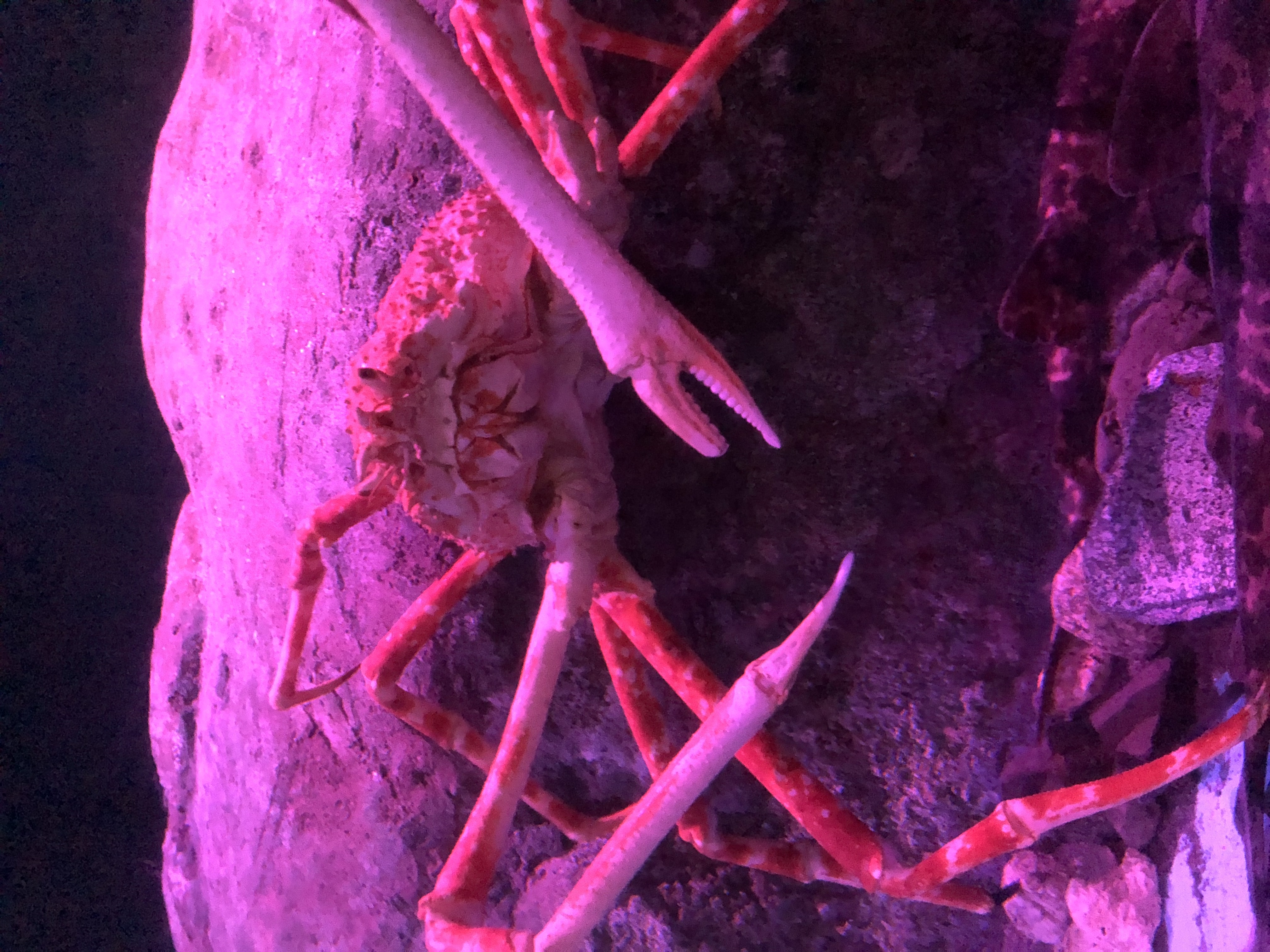 久しぶりの水族館?