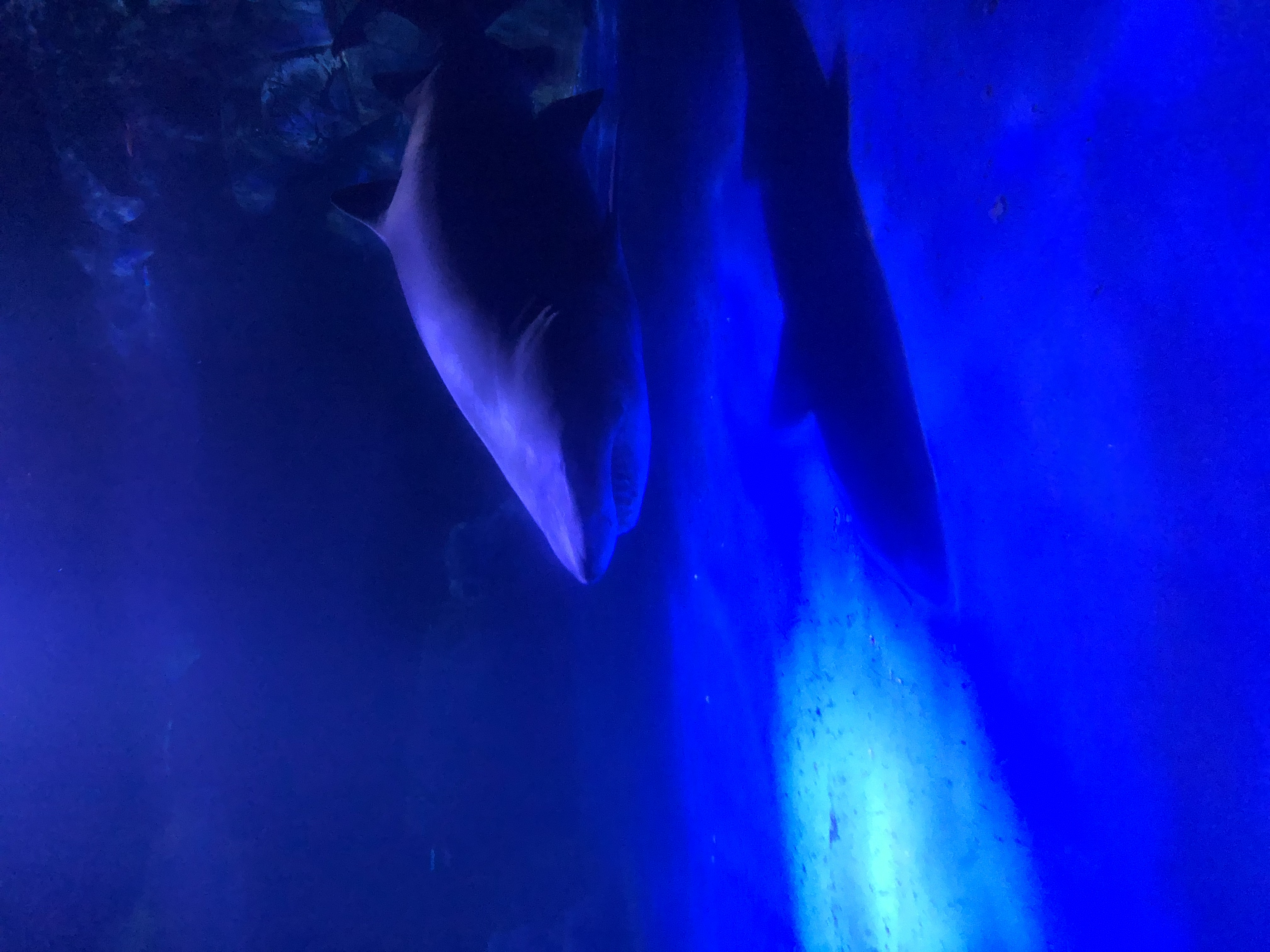 久しぶりの水族館?