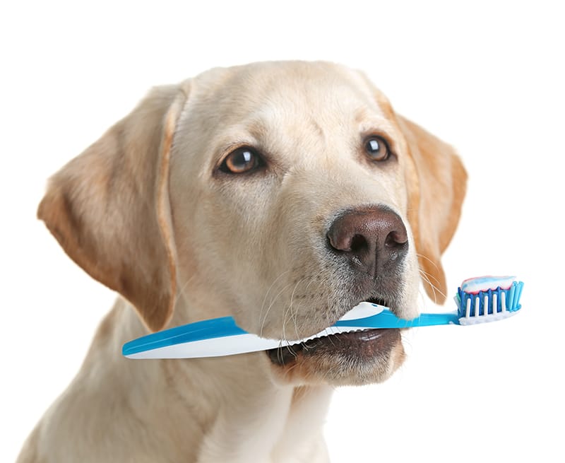 歯磨きの重要性